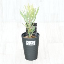 �Ը�ʪ�եץ��ƥ����饤��饤�ȡ�����������ɻ�Ω�ơ�No.922��3.5��
