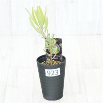 �Ը�ʪ�եץ��ƥ����饤��饤�ȡ�����������ɻ�Ω�ơ�No.923��3.5��