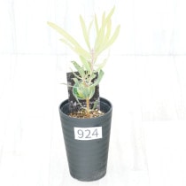 �Ը�ʪ�եץ��ƥ����饤��饤�ȡ�����������ɻ�Ω�ơ�No.924��3.5��