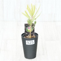 �Ը�ʪ�եץ��ƥ����饤��饤�ȡ�����������ɻ�Ω�ơ�No.925��3.5��