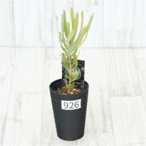 �Ը�ʪ�եץ��ƥ����饤��饤�ȡ�����������ɻ�Ω�ơ�No.926��3.5��
