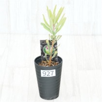 �Ը�ʪ�եץ��ƥ����饤��饤�ȡ�����������ɻ�Ω�ơ�No.927��3.5��