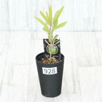 �Ը�ʪ�եץ��ƥ����饤��饤�ȡ�����������ɻ�Ω�ơ�No.928��3.5��