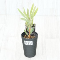 �Ը�ʪ�եץ��ƥ����饤��饤�ȡ�����������ɻ�Ω�ơ�No.929��3.5��
