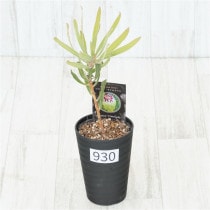 �Ը�ʪ�եץ��ƥ����饤��饤�ȡ�����������ɻ�Ω�ơ�No.930��3.5��