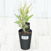 �Ը�ʪ�եץ��ƥ����饤��饤�ȡ�����������ɻ�Ω�ơ�No.931��3.5��