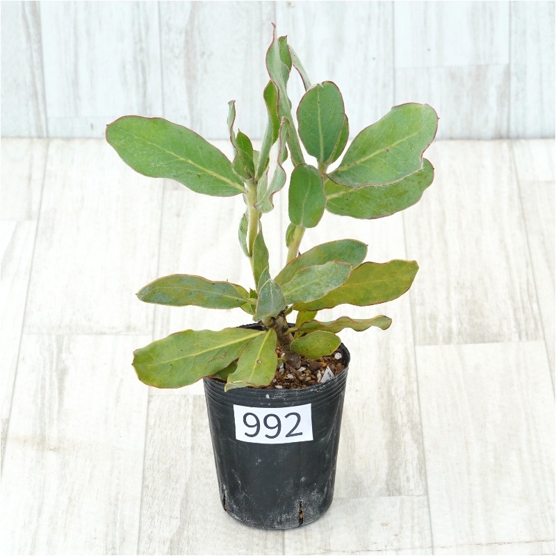 �Ը�ʪ�եץ��ƥ����ޥ��˥ե����ʥ�������ˡ��֥�����Ω�ơ�No.992��3��