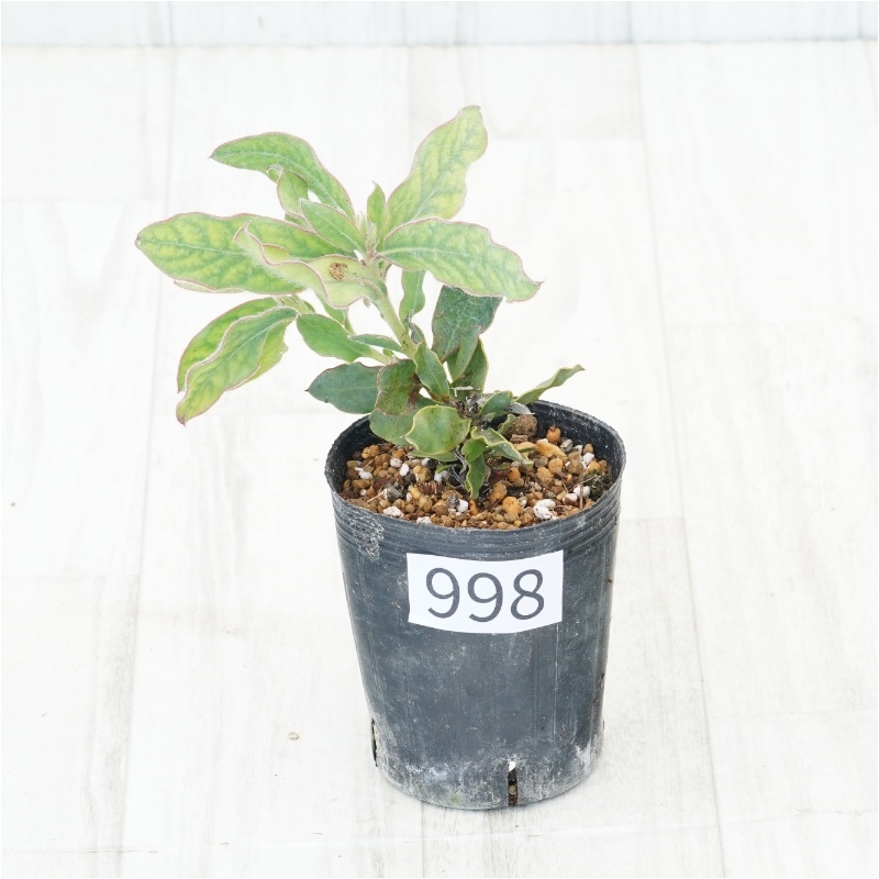 �Ը�ʪ�եץ��ƥ����ޥ��˥ե����ʥ�������ˡ�No.998��3��