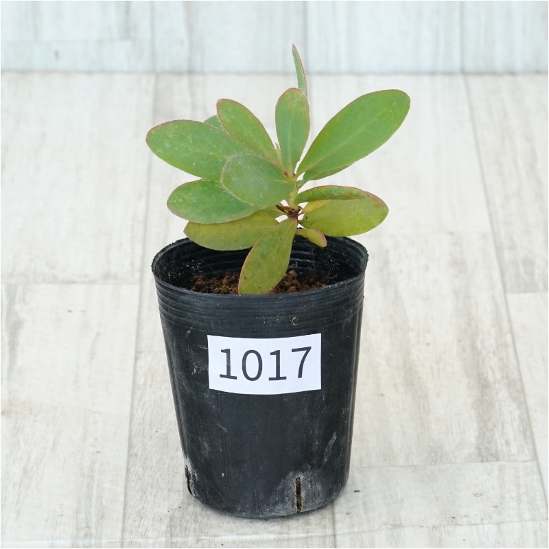 現物》プロテア グランディセプス No.1017 3号 | | すべての商品