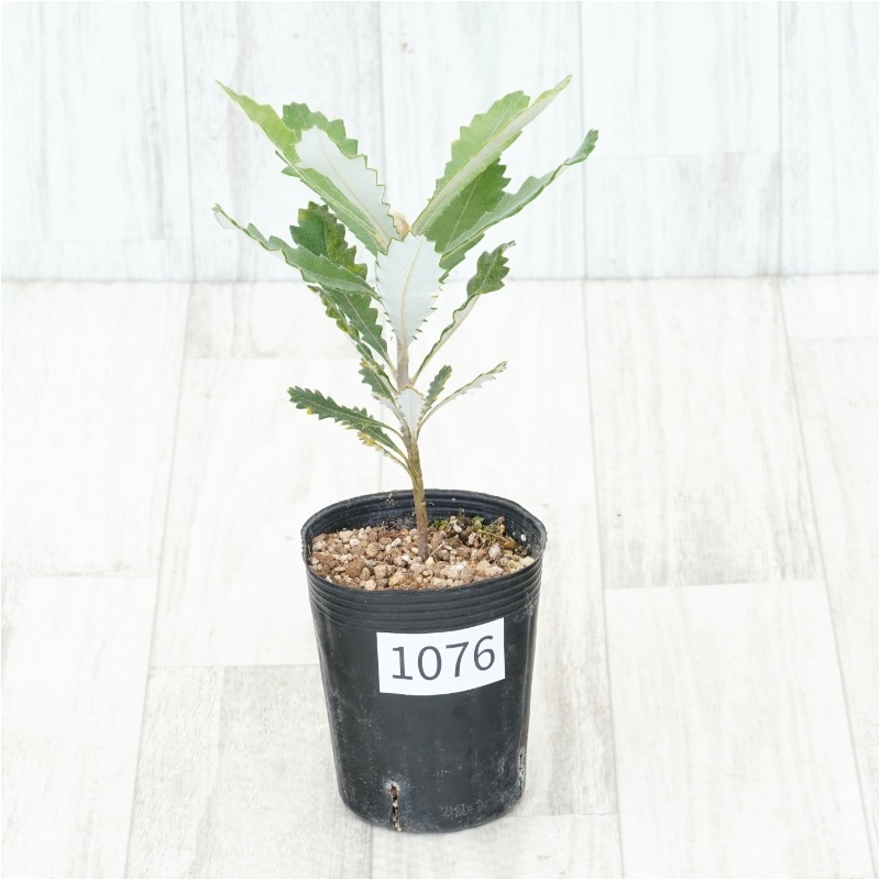 �Ը�ʪ�եХ󥯥��������å��ͥ���No.1076��3��