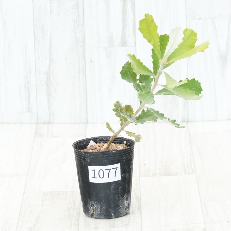 �Ը�ʪ�եХ󥯥��������å��ͥ���No.1077��3��