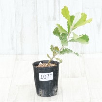 現物》バンクシア コッキネア No.1078 3号 | | すべての商品 | 四国