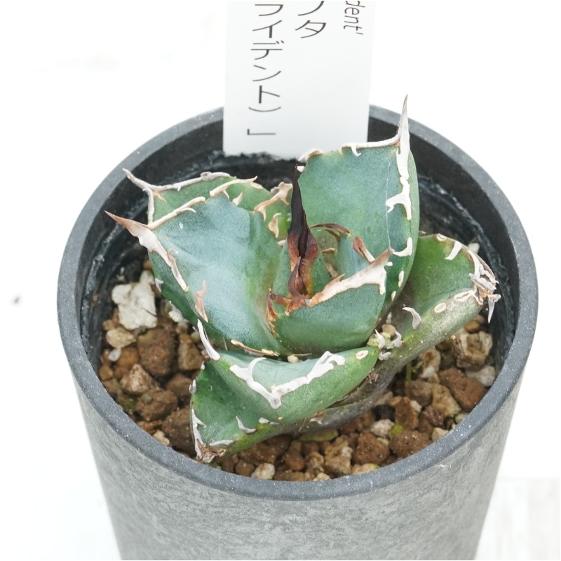 �����١������Υ��ֻ�����ʥȥ饤�ǥ�ȡˡס�2.5��ȭ