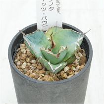 アガベ チタノタ銘品 3種セット（スナグルトゥース・宝珠・シーザー