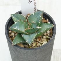 アガベ チタノタ銘品 3種セット（スナグルトゥース・宝珠・シーザー