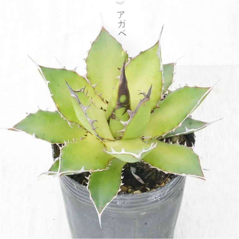 �Ը�ʪ�ե����١��ۥ������������No.1564��2��