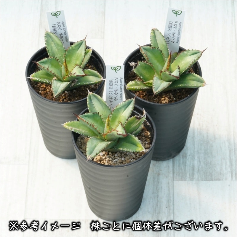 アガベ・チタノタ「地獄火（ヘルファイア）」3.5号鉢 | | チタノタ銘品