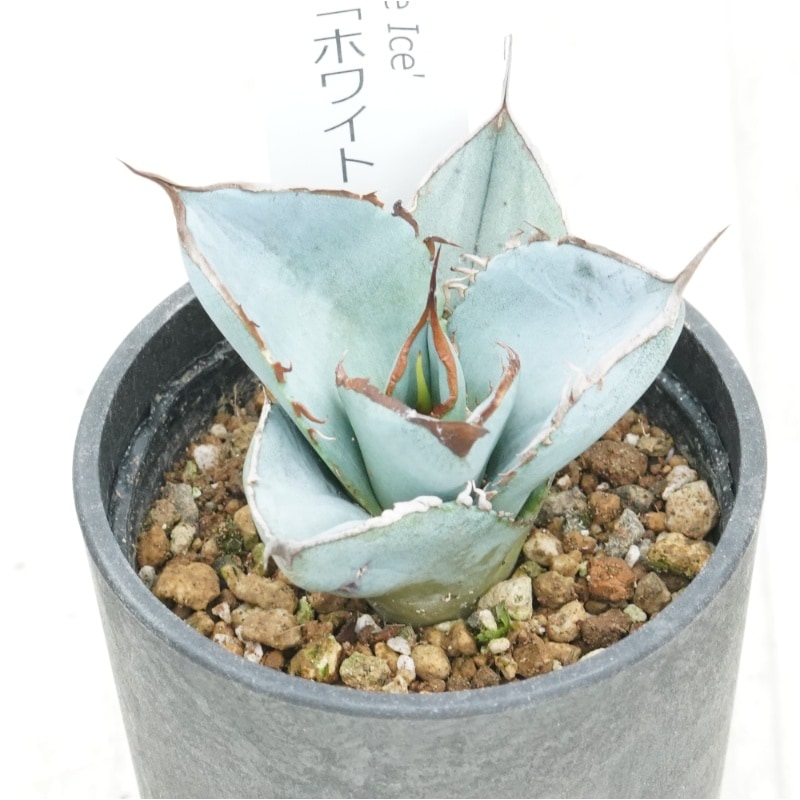 �����١������Υ��֥ۥ磻�ȥ������ס�2.5��ȭ