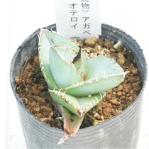 現物》アガベ オテロイ 実生特選株 No.1662 2号 | | 現物販売