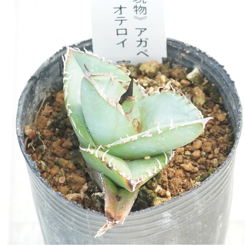 現物》アガベ オテロイ 実生特選株 No.1641 2号 | | 現物販売