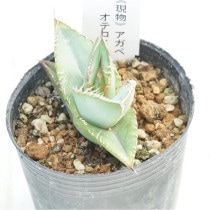 現物》アガベ オテロイ 実生特選株 No.1647 2号 | | 現物販売