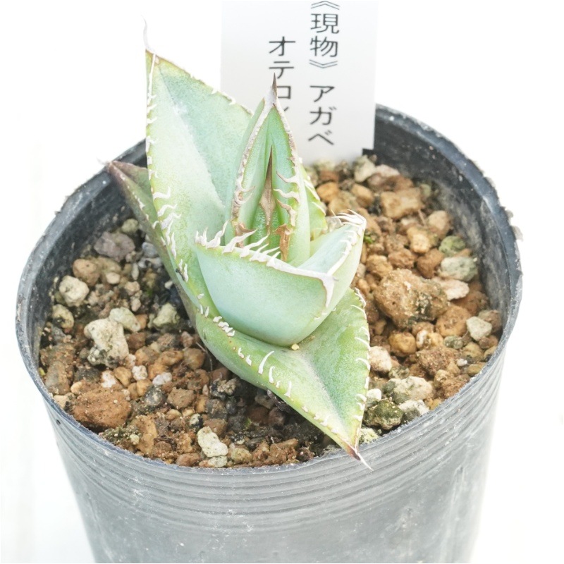 アガベ オテロイ 実生　現物 現物》アガベ オテロイ 実生特選株 No.1642 2号 | | 現物販売
