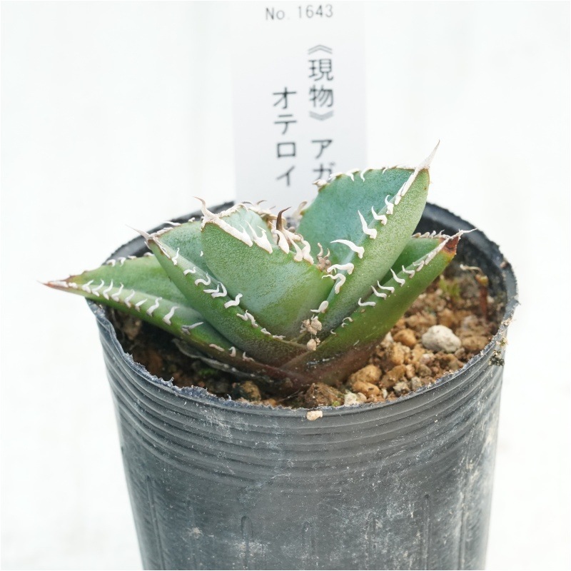 現物》アガベ オテロイ 狂棘 実生特選株 No.1643 2号 | | 現物販売