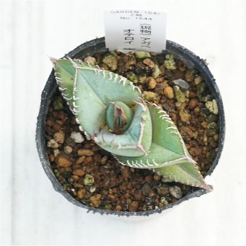 現物》アガベ オテロイ 実生特選株 No.1644 2号 | | 現物販売