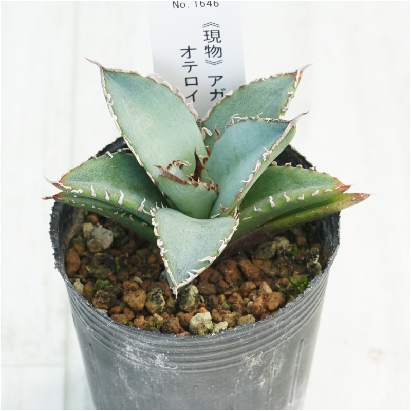 現物》アガベ オテロイ 実生特選株 No.1646 2号 | | 現物販売