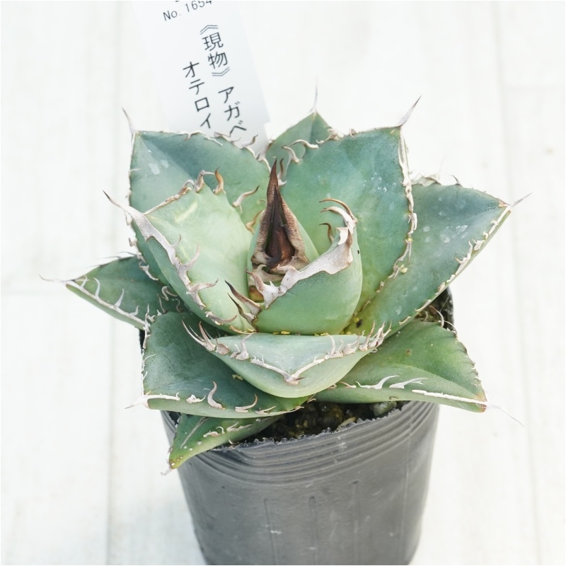【現品出品】アガベ オテロイ 実生 【Loop plants】 現物》アガベ オテロイ 実生特選株 No.1654 2号 | | 現物販売