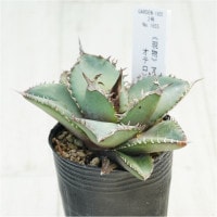 現物》アガベ オテロイ 実生特選株 No.1655 2号 | | 現物販売