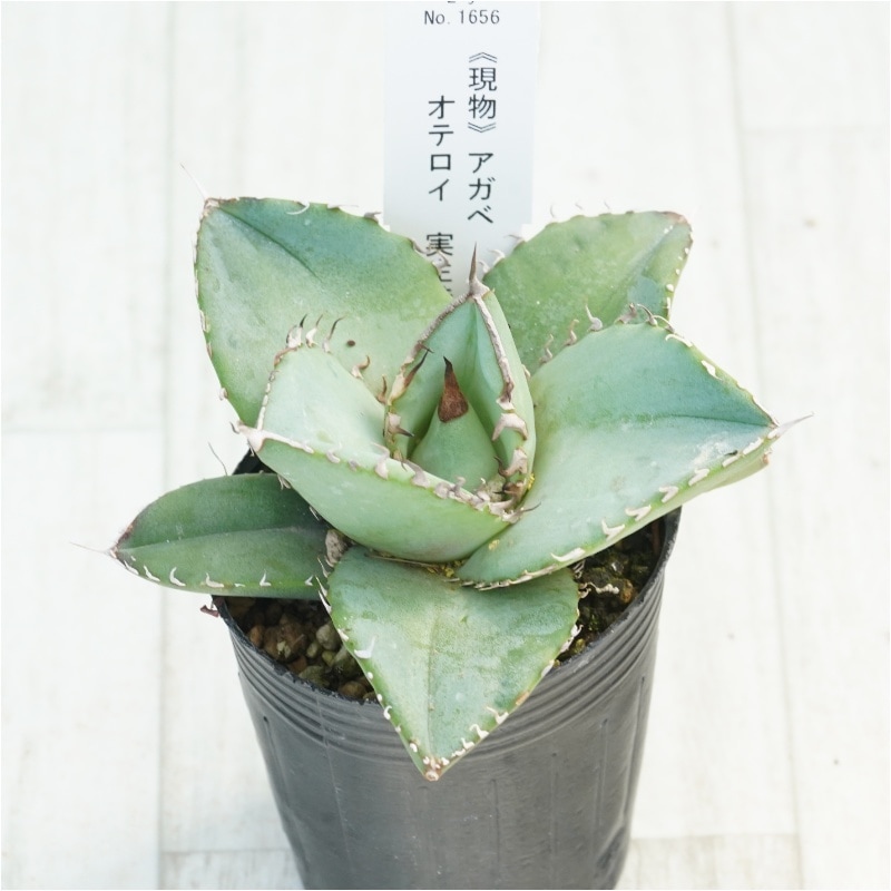 現物》アガベ オテロイ 実生特選株 No.1656 2号 | | 現物販売