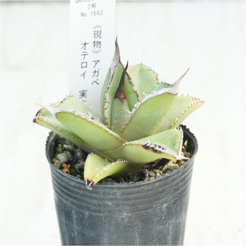 現物》アガベ オテロイ 実生特選株 No.1662 2号 | | 現物販売