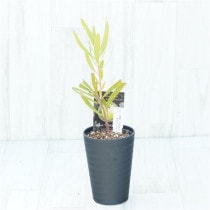 �Ը�ʪ�եץ��ƥ����ۥ磻�ȥץ饤�ɡ�����������ɻ�Ω�ơ�No.3��3.5��