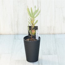 �Ը�ʪ�եץ��ƥ��������ᡡ����������ɻ�Ω�ơ�No.40��3.5��