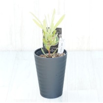 �Ը�ʪ�եץ��ƥ����饤��饤�ȡ�����������ɻ�Ω�ơ�No.100��3.5��