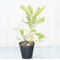 �Ը�ʪ�եХ󥯥����������ǥ�����No.203��5��