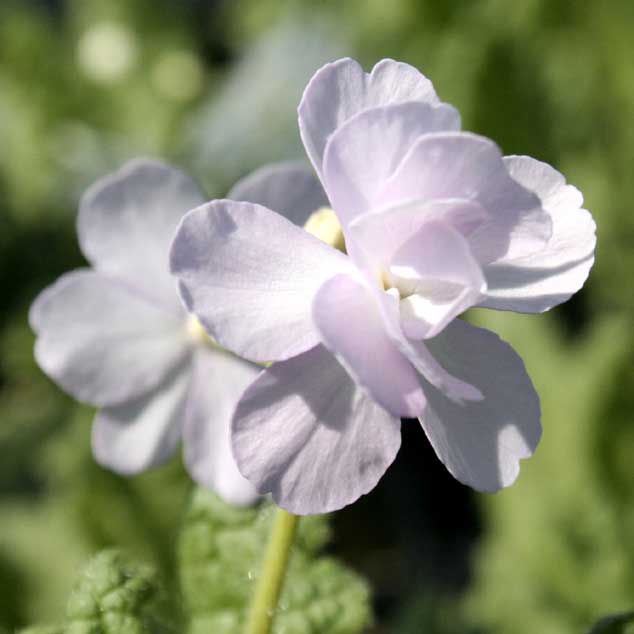 山野草】日本サクラソウ「里桜」 | | 日本サクラソウ | 四国ガーデン