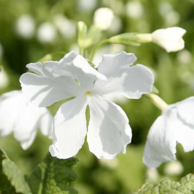山野草】日本サクラソウ「竜宮海」 | | 日本サクラソウ | 四国ガーデン