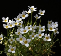 �ڻ��������֥ҥʥ���