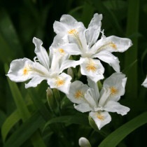 �ڻ��������֥ҥ᥷�㥬