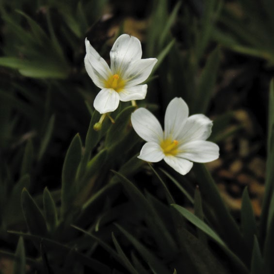 山野草・雪割草・「白晃梅」大輪花。 ギャラリーページ｜雪割草・山野草・園芸資材のササヌマ園芸センター