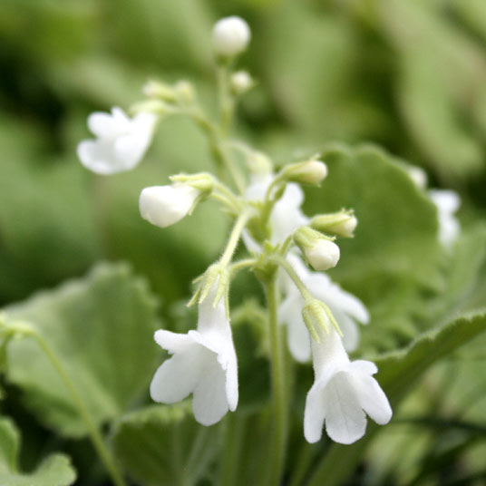 山野草】白花岩桐草（白花イワギリソウ） | | 山野草（科名別