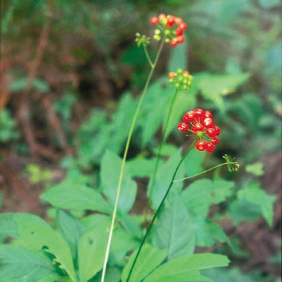 山野草】トチバニンジン | | 山野草（科名別）,ウコギ科 | 四国