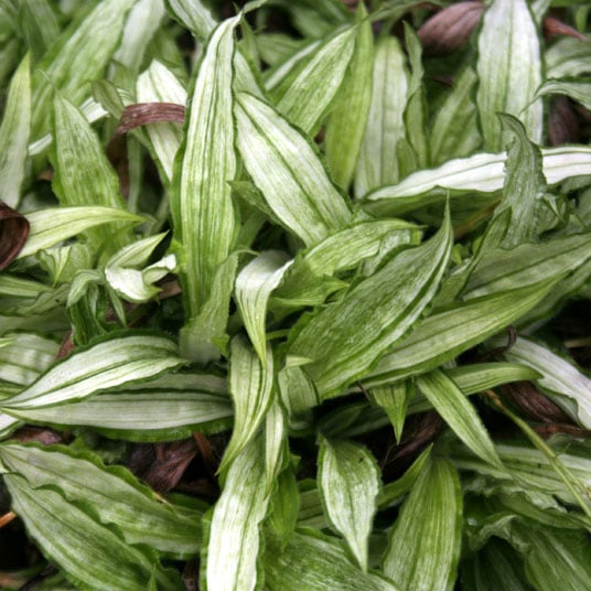 草野 山野草】タガネ草「白雪錦」 | | 山野草（科名別）,カヤツリグサ科