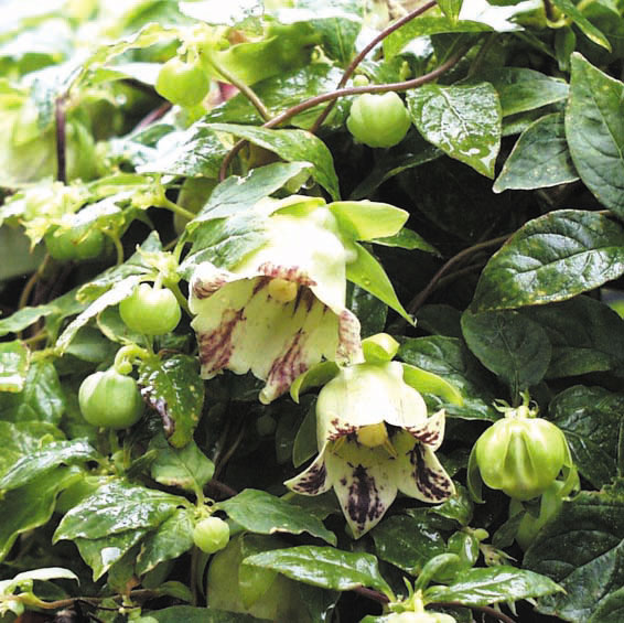 山野草】ツルニンジン | | 山野草（科名別）,キキョウ科 | 四国