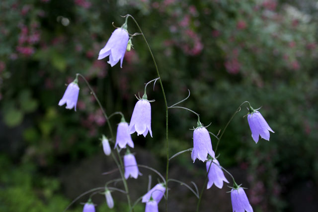 山野草】イワシャジン | | 山野草（科名別）,キキョウ科 | 四国