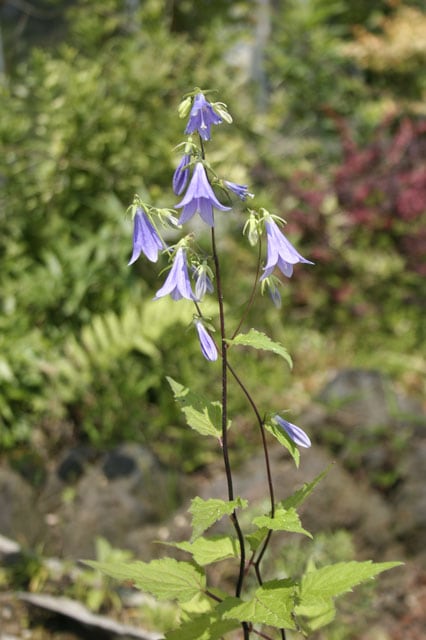 山野草　崕山固有種　キリギシソウ　特大株 山野草 崕山固有種 キリギシソウ 特大株