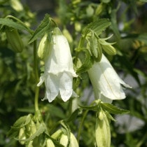 �ڻ�����������ťۥ���֥���