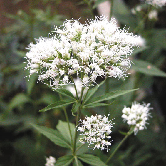 �ڻ��������֥ե��Х���